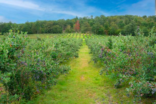 WhisperingHarbor