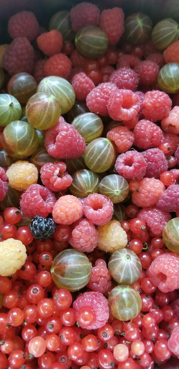 Rustic Berry Medley: Nature's Sweet Gems